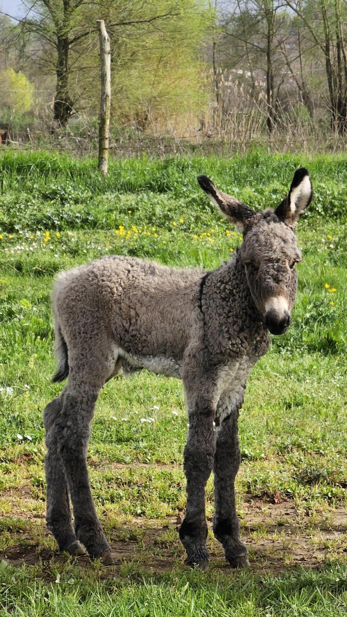 Agriturismo Il Castagneto Supino ภายนอก รูปภาพ